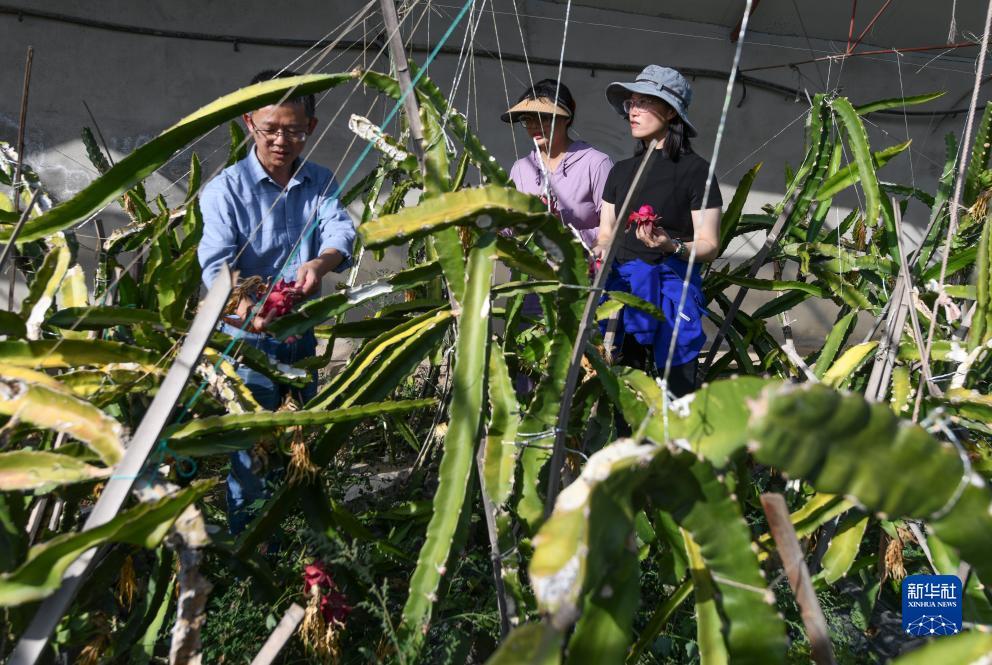送白菜送彩金无需申请